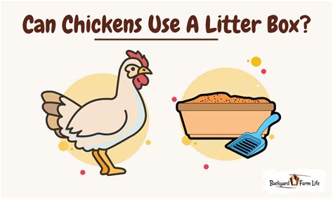 can you train chickens to use a litter box|Can You Train A Chicken To Use A Litter Box .